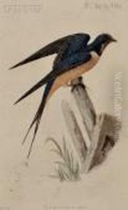Zoology Of New York, Part 2, Birds by John William Hill