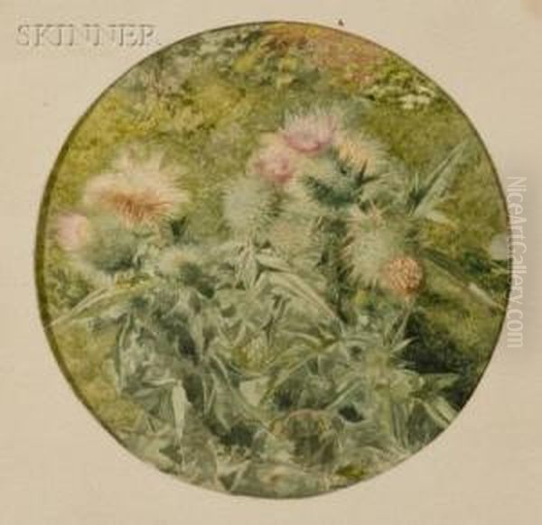 Thistle A Plein Air by John William Hill