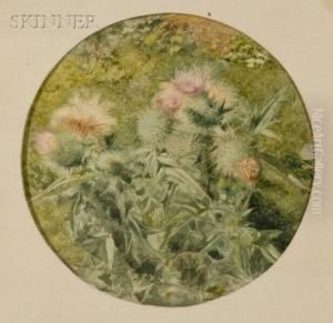 Thistle A Plein Air by John William Hill