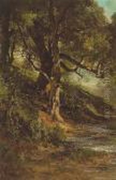 Sun-dappled Tree Beside A Quiet Brook - view 1
