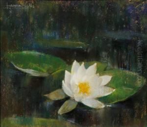 Waterlily