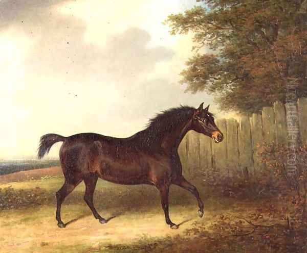 A dark bay stallion in a landscape - view 1