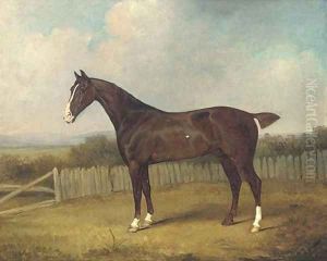 A dark brown horse in a landscape