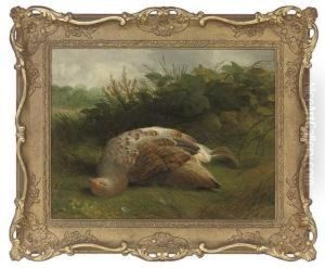 A Dead Partridge by Abel Hold
