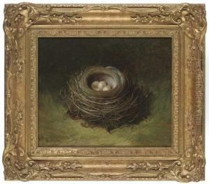 A Nest Of Eggs by Abel Hold
