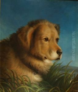 Study Ofthe Head Of A Golden Labrador Amongst Grasses by Abel Hold