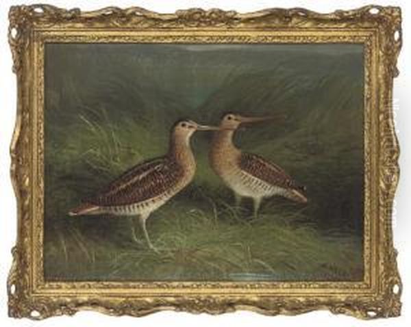 Snipe On The Bank Of A River - view 1