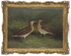 Snipe On The Bank Of A River