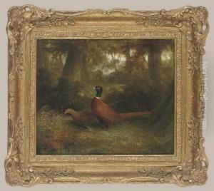 A Cock And Hen Pheasant In A Wooded Glade