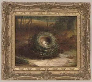A Birds Nest In A Woodland Clearing