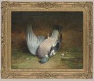 A Wood Pigeon A Wood Pigeon
