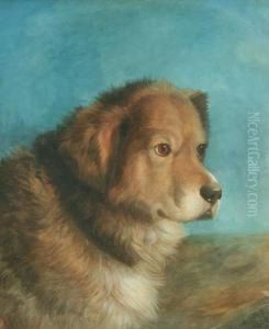 Head Of A Sheepdog
