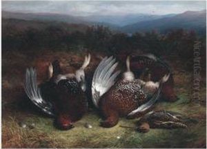 Cock Red Grouse And Snipe On The Moor