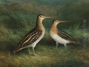 A Pair Of Snipe by Abel Hold