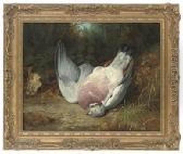 Wood Pigeon In A Clearing - view 1