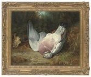 Wood Pigeon In A Clearing