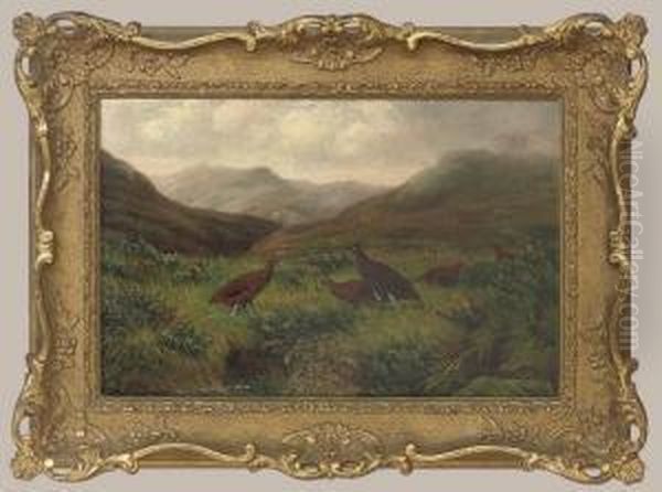Grouse In A Misty Highland Landscape - view 1