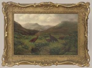 Grouse In A Misty Highland Landscape