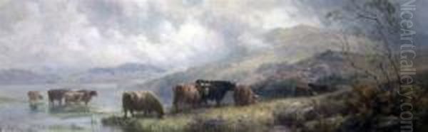 Highland Cattle Watering - view 1