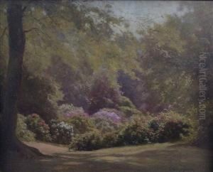 Rhododendrons In Richmond Park