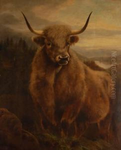 Highland Cow In Extensive Landscape - view 1