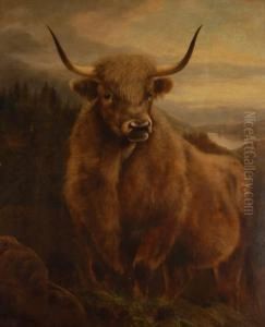 Highland Cow In Extensive Landscape