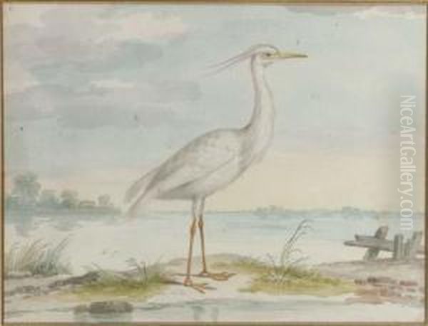 A White Heron - view 1