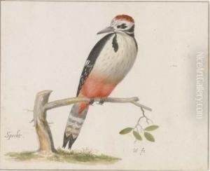 A Woodpecker