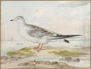 A Seagull