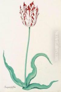 A Tulip: 'semper Augustus' A Tulip: 'semper Augustus'
