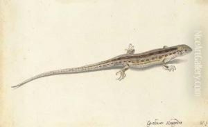 A Wall Lizard (lacerta Vivipara) by Pieter the Younger Holsteyn