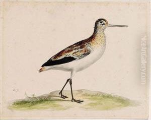 A Black-tailed Godwit by Pieter the Younger Holsteyn