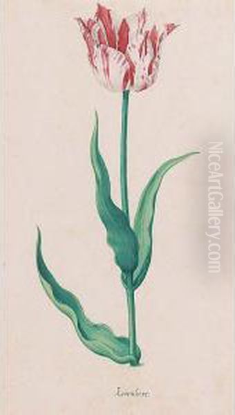 A Tulip: Koornhert - view 1