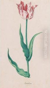 A Tulip: Koornhert by Pieter the Younger Holsteyn