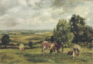 Cows Grazing
