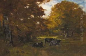 Rha Cows In Tree Shadows