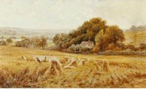 A Berkshire Cornfield
