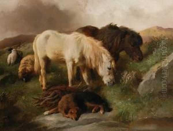 Highland Ponies - view 1