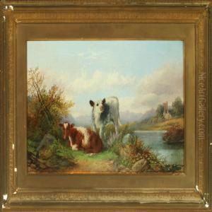 Mountainlandscape With Calves