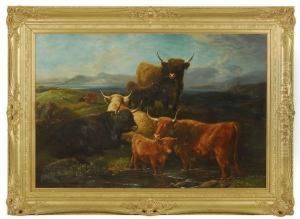 Resting Cattle Resting Cattle