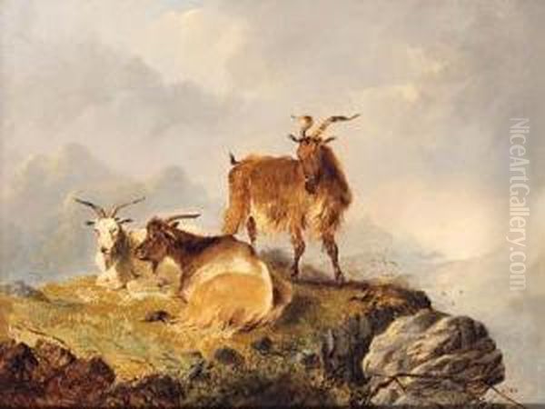 Goats Resting On A Hilltop - view 1
