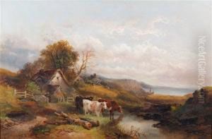 Cattle Watering At A Stream Off The Coast