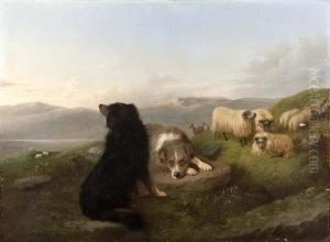 A Collie And Flock On A Mountain Ridge A Collie And Flock On A Mountain Ridge