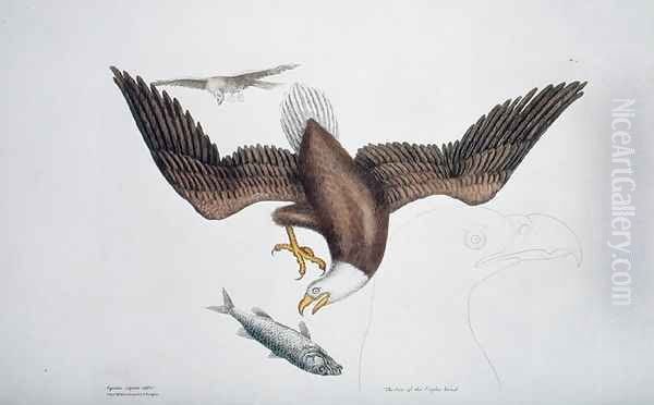 Aquila capite albo (White headed eagle or Bald eagle) plate 1 from Vol 1 of 'Natural History of Carolina, Florida and the Bahamas' - view 1