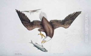 Aquila capite albo (White headed eagle or Bald eagle) plate 1 from Vol 1 of 'Natural History of Carolina, Florida and the Bahamas' by Mark Catesby