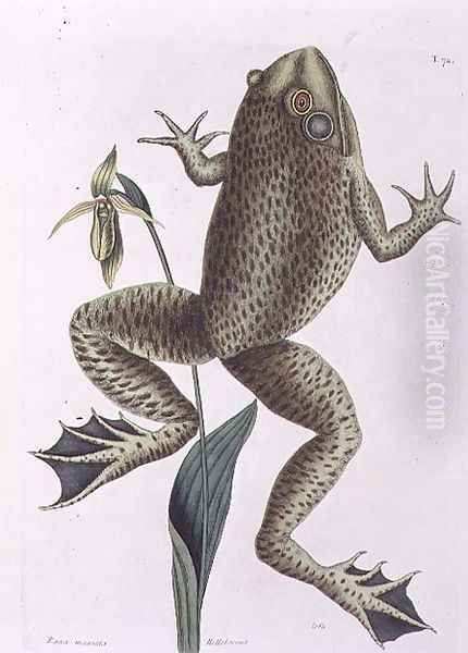 Rana maxima (Bull Frog) plate 72 from Vol 2 of 'Natural History of Carolina, Florida and the Bahamas', 1771 - view 1