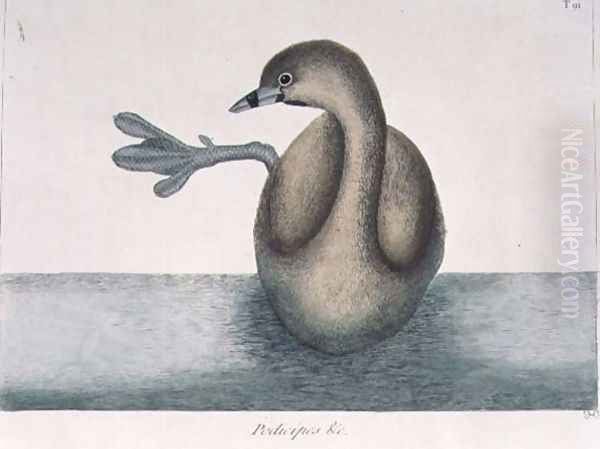 Podicipes minor (Pied-bill Dobchick) plate 91 from Vol I of 'Natural History of Carolina, Florida and the Bahamas' - view 1