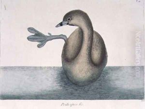 Podicipes minor (Pied-bill Dobchick) plate 91 from Vol I of 'Natural History of Carolina, Florida and the Bahamas' by Mark Catesby