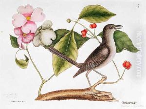 Dogwood: Cornus florida, and Mocking Bird from the 'Natural History of Carolina' by Mark Catesby
