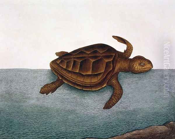 estudo marina (Loggerhead Turtle) plate 40 from Vol 2 of 'Natural History of Carolina, Florida and the Bahamas', 1771 - view 1